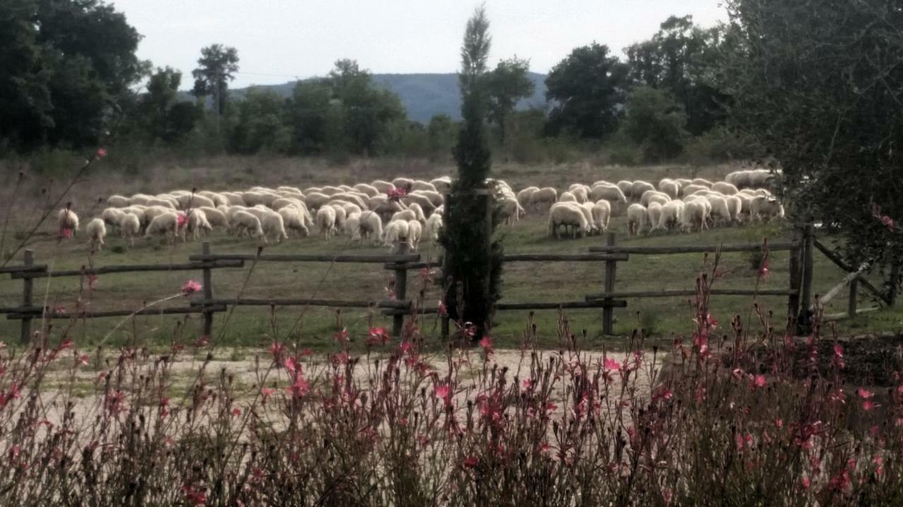 Maremma Country Chic Le Ginestre Villa Sovana Eksteriør billede